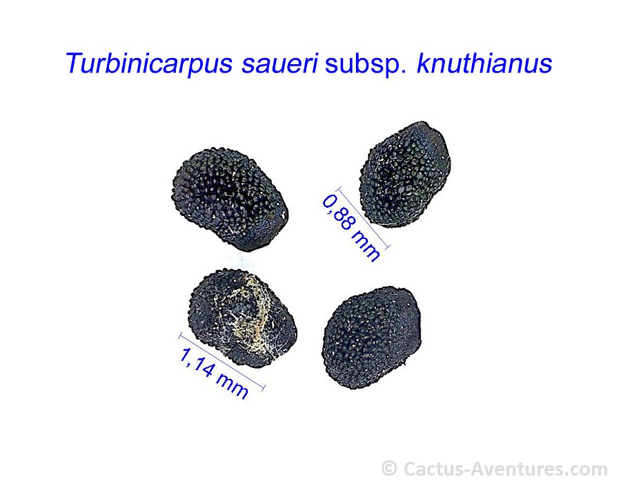 Turbinicarpus saueri subsp. knuthianus